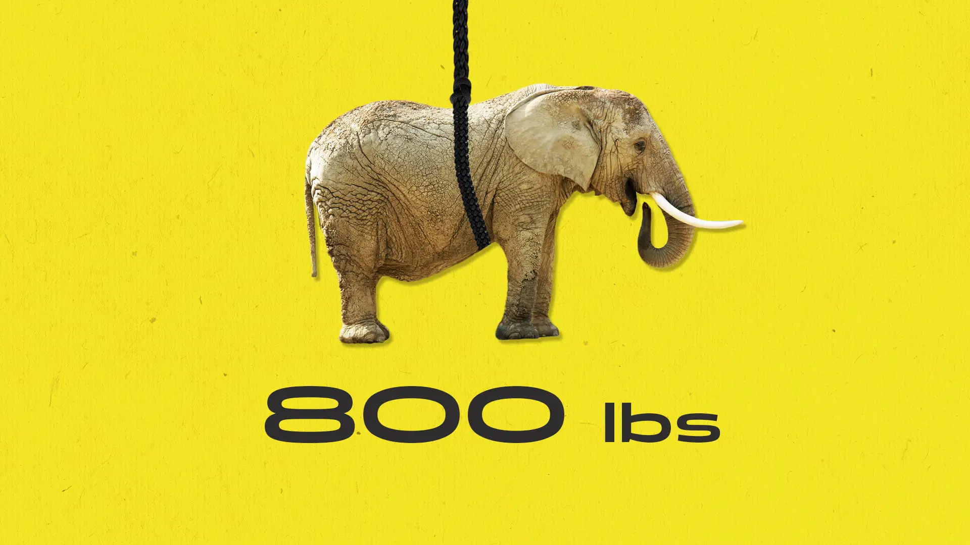 "and support over 800 pounds."